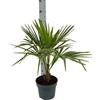 Generic Palma Chamaerops Excelsa - Trachycarpus fortunei - pianta vera - vaso 21 - Pianta da esterno o interno