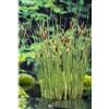 NATURAVIVA dal 1995 PIANTE DA FITODEPURAZIONE per laghetto da giardino, pond, minipond, vasche con pesci, laghetti balneabili, stagni. (CAREX RIPARIA)