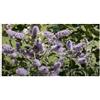 Seeds & Plants Shop by Ipsa Pezzi - 10x Mentha Longifolia Rossminze Waldminze Giardino Piante - Seme B1343 - Seeds & Plants Shop by Ipsa