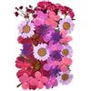 GreHom Fiori secchi pressati naturali per Scrapbooking artigianato pressato fiore decorativo misto cinque stili per fai da te arte decorazioni floreali decorazioni