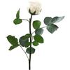Verde stabilizzato Rosa Stabilizzata Vera, Fiori 100% Made in Italy - Rosa Eterna, Pronta con Nastrino - Idea Regalo Mamma, Anniversario, Compleanno Donna e San Valentino, Rose Stabilizzate Stelo Piccolo (Champagne, 1)