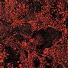 King Gizzard & the Lizard W Murder of the Universe: Live at Red Rocks (Vinyl LP)