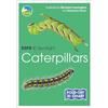 Marianne Taylor RSPB ID Spotlight - Caterpillars (Mixed Media Product) RSPB