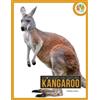 Pamela Dell Kangaroo (Tascabile) Spotlight on Nature