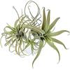 SYNYEY Euizz Confezione da 4 piante e fiori finti floccati Tillandsia Bromeliads Home Decor