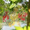 Arpaper 120Pz Adesivi per Scrapbooking Accessori Natura Stickers PET Trasparenti Adesivi Decorativa per Bullet Journaling,Scrapbooking,Fai da Te Diario Album Calendario(Growing Branches)