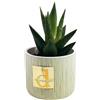 DC DEBORA CARLUCCI Debora Carlucci - Piantina Grassa Vera con Vaso in Ceramica - Idea Regalo e Bomboniera per Casa e Ufficio (Verde)