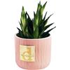 DC DEBORA CARLUCCI Debora Carlucci - Piantina Grassa Vera con Vaso in Ceramica - Idea Regalo e Bomboniera per Casa e Ufficio (Rosa)