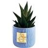 DC DEBORA CARLUCCI Debora Carlucci - Piantina Grassa Vera con Vaso in Ceramica - Idea Regalo e Bomboniera per Casa e Ufficio (Celeste)