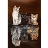 Generic Diamond Painting Gatti Riflessi di Tigre, 5D Diamond Painting Kit Completo, Diamond Painting Adulti per La Decorazione Della Parete Di Casa 30x40cm