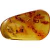 Ambra con FORMICHE BIANCHE (ISOPTEREA), larva, coleottero, zanzara 5,8 gr