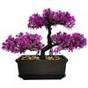 MOVKZACV Piante finte bonsai artificiali, decorazione per camera da letto, ingresso, estetica, bagno, libreria, scrivania, 28 x 21,8 cm (rosso rosa)