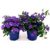 POWERS TO FLOWERS - SOLANUM RANTONETTI, 2 PIANTE, vaso 14 cm, piante vere