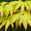 GardenersDream Acer palmatum Sango Kaku | Acero giapponese Pianta da giardino deciduo Arbusto in vaso