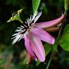 le Georgiche Vivai le Georgiche - Pianta vera di Passiflora Victoria Passiflora x caeruleoracemosa 'Victoria' Fiore della passione - vaso Ø 15 cm