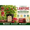 Generico Pianta di Lampone (Rubus idaeus) | Pianta Adulta in Vaso | Varietà Rustica e Produttiva | Ideale per Orto, Giardino e Balcone