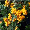 Vivaio di Castelletto Piracanta Gialla Pyracantha coccinea Soleil d'Or Agazzino pianta da siepe sempreverde in vaso 2 litri h. 100/150 cm Vivaio di Castelletto