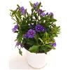 POWERS TO FLOWERS - SOLANUM RANTONETTI, vaso 14 pianta vera