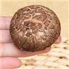 HELLOYOUNG Fungo commestibile secco Shiitake I funghi invernali sono deliziosi e nutrienti (50g)