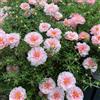 Generic semi di portulaca rose muschio - selvatici interno giardino roccioso a primaverile in pieno sole estivi 250pcs