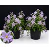 POWERS TO FLOWERS - SOLANUM JASMINOIDES A FIORE AZZURRO, GELSOMINO, 2 PIANTE, vaso 14cm, piante vere