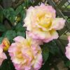 Generic Rose - tappezzante e resistente in vaso in vaso giardino sul balcone arredamento del soggiorno decorazioni da giardino per esterni 550semi