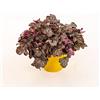 le Georgiche Vivai le Georgiche - Pianta vera di Heuchera Regina - vaso Ø 18 cm