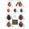Helen Roy Michael Majerus Peter Brown R Guide to Ladybirds of the Briti (Poster)