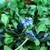 Generic Phyla nodiflora - verbena tappeto semi di esotica decorativa primavera resistente estate 120pcs