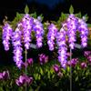 Qoosea Luci Solari da Esterno, 2 Pezzi Lampade Solare da Giardino Fiore di Glicine, Impermeabile Luci Led Decorative Viola Fiore Luce Solari Decorazione per Giardino, Terrazza, Nozze
