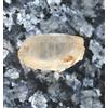 74.35 CT Naturale Giallo Dorato Topazio Gemma Certificato Grezzo T36334 - Gratis