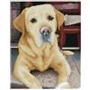 DIAMOND DOTZ - Pittura a diamante Labrador