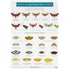 Richard Lewington Guide to the Day-Flying Moths of Britain (Poster)