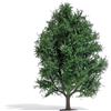 Busch Albero Aspen 150mm Busch 3742 Per Gauge HO/OO Estate
