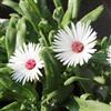 Generic delosperma - semi balcone semi 100pcs