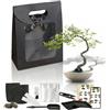 ULISSE Kit bonsai alberi da coltivare completo per principianti semi rari piante da interno idee regalo giardinaggio 100% ecologici decorazione idea set di 8 accessori