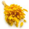 Enchanted Dekogras - Erba secca ornamentale a coda di coniglio, Lagurus Ovatus, erba di velluto, erba della coda di coniglio, fiori secchi, naturale, boho, 120 - 150 pezzi, 100 g, giallo