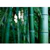 MULFI_BMBOEB 200 Semi di Giant Moso bambù Phyllostachys pubescens