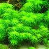 Generic semi di acquatiche per acquario d'acquario, acquatica d'appartamento che purificano l'aria di selvatiche, 70pcs