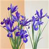 Generic semi di iris perenni resistenti iris da esterno, primaverili per luoghi soleggiati, ombra, resistenti all'esterno 250pcs