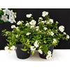 POWERS TO FLOWERS - SOLANUM JASMINOIDES, GELSOMINO, 2PIANTE vaso14cm, piante vere