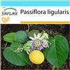 SAFLAX - Confezione regalo - Granadilla - 20 semi - Passiflora ligularis
