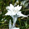Generic stella alpina - Leontopodium alpinum - resistenti in vaso di esotici perenni ornamentali, decorazioni floreali per luoghi soleggiati insoliti, 100semi