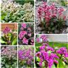 Generic semi di bergenia cordifolia, giardino roccioso resistenti di bergenia balcone, selvatici balcone, 100pcs