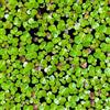 Generic semi di lenticchia d'acqua (Lemna minor). interno galleggianti resistenti all'esterno decorazione da giardino per esterni di stagno, 400pcs