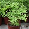 Generic gerani profumati - Pelargonium graveolens - da cucina da balcone geranio limone rialzata, resistenti in vaso decorazioni per il soggiorno, giardino 130semi