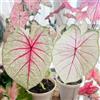 Generic caladio resistenti in vaso Caladium bicolore da interno in rialzata da appartamento che purificano l'aria rare decorazioni giardino per esterni 225semi