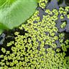 Generic semi di lenticchia d'acqua (Lemna minor). lenticchia d'acqua per mini laghetto galleggianti da interno stagno, perenni medicinali 250pcs