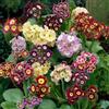Generic semi di primula resistenti primule selvatiche decorazione da giardino per esterni, tappeto to giardino, 800pcs