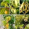 Generic semi di ylang ylang - cananga odorata - sempreverdi resistenti, arbusti del profumo ylang-ylang esotiche resistenti, decorazione 150pcs